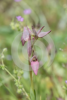 Tongue-orchid, Serapias lingua, in flower photo